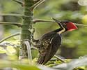 pileated_woodpecker 